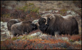 Mus Ox bull smelling the surroundings