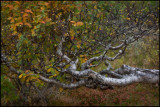 Fjällnäs autumn colors