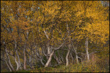 Autumn birches
