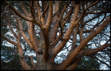 Pine
