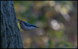 Nuthatch in Ottenbylund