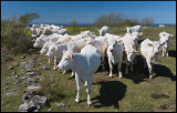 Cows at Gårdstorp