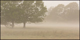 Evening fog in Nsby - land