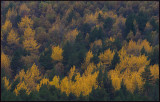 Colorful aspens