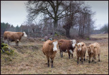 Cows at Kråkenäs - Oskarshamn