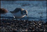 Sanderling (with ice-load in the back) capturing a small sea-shore animal - Ottenby
