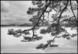 Old pine tree near Kronoberg