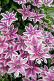 Clematis Jun-217