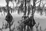 Louisiana Landscapes Black and White