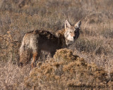 coyote-24oct2013-barcus-web.jpg