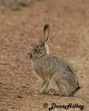 Black-tailed Jackrabbit