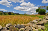 Wheat  ready to be cropped. 