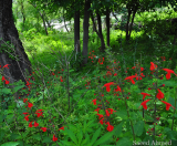 Wild flowers near my home.