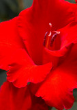 Gladiola