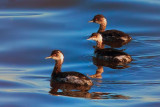 Eared Grebes (juveniles)