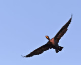 Double-crested Cormorant