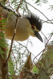 Black-crowned Night Heron and chick