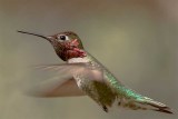 Annas Hummingbird