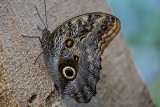 Giant Owl Butterfly