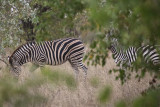 Plains/Burchells Zebra