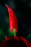 Flamingo flower