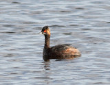 Eared Grebe