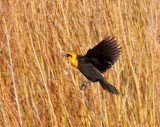 84. Yellow-headed Blackbird