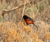 125. Orchard Oriole