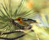 Blackburnian Warbler *