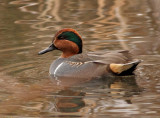 206. Green-winged Teal