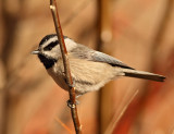 35. Mountain Chickadee