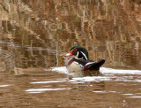 Wood Duck