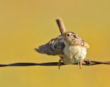 157. Grasshopper Sparrow