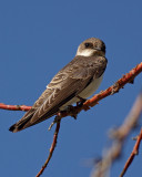 163. Bank Swallow