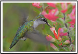 Ruby-throated Hummingbird