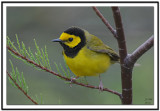 Hooded Warbler