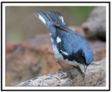 Black-throated Blue Warbler