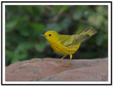 Yellow Warbler