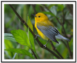 Prothonotary Warbler