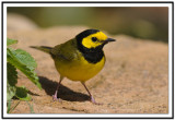 Hooded Warbler