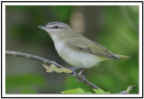 Red-eyed Vireo