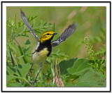 Black-Throated Green Warbler