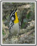 Yellow-throated Warbler