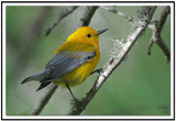 Prothonotary Warbler