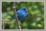 Indigo Bunting