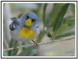 Northern Parula