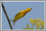 Yellow Warbler