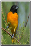 Baltimore Oriole