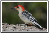 Red-bellied Woodpecker