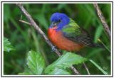 Painted Bunting